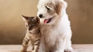 Kutyáknak és macskáknak 🐾